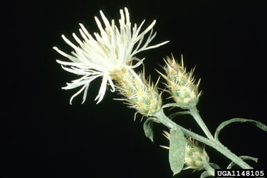 diffuse Knapweed